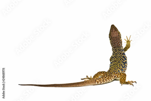 Foto: Lagarto en posición de escalada. Lagarto en posición de escalada.