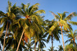 coconut palms