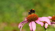 bee and flower