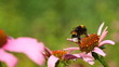 bee and flower