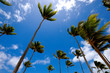 Palms