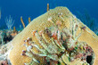Giant Star Coral with Christmas Tree Worm Tracks