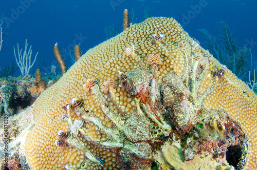 Photo: Giant Star Coral with Christmas Tree Worm Tracks Giant Star Coral with Christmas Tree Worm Tracks
