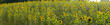 Sonnenblumenfeld