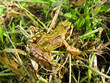 Frog on riverbank