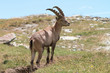 Steinbock