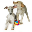 Welpe und ausgewachsener Whippet Welpe und ausgewachsener Whippet