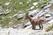 Junger Steinbock