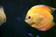 Fish in aquarium