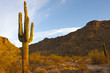 Arizona Desert