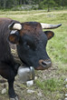 vache noire Valaisanne
