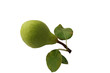 Poire verte et ses feuilles Poire verte et ses feuilles
