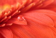 Wasserperle auf Gerbera
