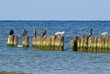 Seabirds sitting on old breakwater