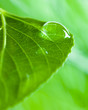 Photo: leaf and drop.. leaf and drop..