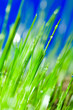 Photo: grass and drop.. grass and drop..
