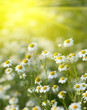 Photo: Rising sun above the beautiful camomiles Rising sun above the beautiful camomiles
