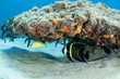 French Grunt and French Angelfish sharing a reef overhang