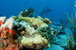 Coral Outcrop picture taken in south east Florida