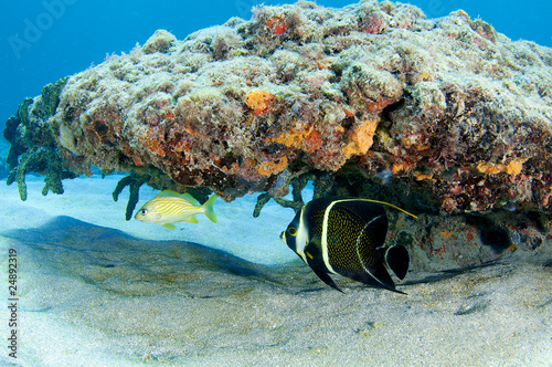 Photo: French Grunt and French Angelfish sharing a reef overhang French Grunt and French Angelfish sharing a reef overhang