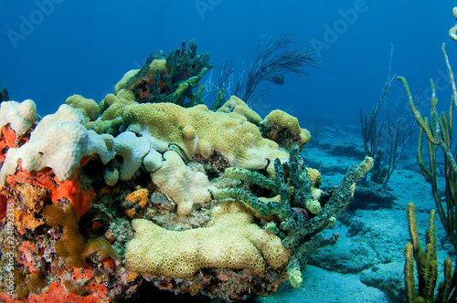 Photo: Coral Outcrop picture taken in south east Florida Coral Outcrop picture taken in south east Florida