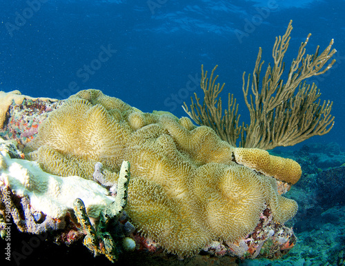 Photo: Large Sun Anemone(Stichodactyla helianthus) on a coral outcrop Large Sun Anemone(Stichodactyla helianthus) on a coral outcrop