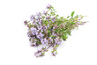 Herbal medicine:Thyme (Thymus serpillum)