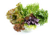 Salad.