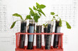Botanical research, plants growing in test tubes