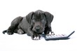 Deutsche Dogge Welpe mit Taschenrechner