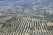 Foto: Vista aérea de un olivar andaluz 71 Vista aérea de un olivar andaluz 71