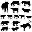 vache taureau et veaux silhouette pack