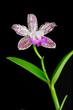 Beautiful Orchid on black background Beautiful Orchid on black background