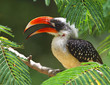 Tockus flavirostris
