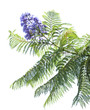 Jacaranda mimosifolia