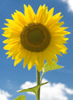 Tournesol Tournesol