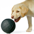 Blonder, hübscher Labrador Welpe mit schwarzem Ball Blonder, hübscher Labrador Welpe mit schwarzem Ball