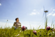 Foto: Blumenwiese Blumenwiese