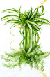 phalangère, chlorophytum, plante araignée, fond blanc