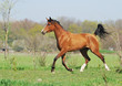 Photo en ligne au meilleur prix beautiful arabian horse running trot on pasture
