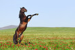Photo en ligne au meilleur prix beutiful brown horse rearing on pasture