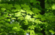 maple leaves