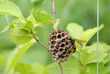wasp  on nest