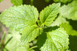 lemon balm