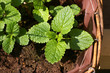 lemon balm