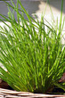 chives