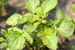 potato plant