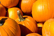 Pumpkin Patch