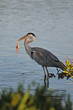 Heron cendré