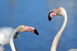 Flamants roses